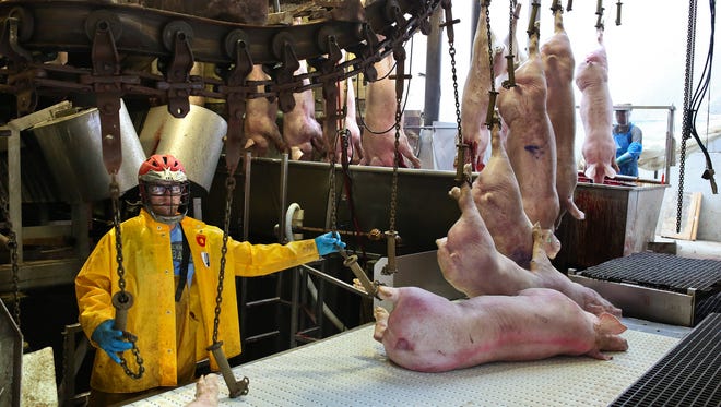 A JBS/Swift employee places chain holds around the feet of pigs in the killing area at the facility. Tuesday. Aug. 19, 2014