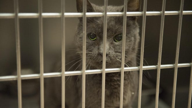 Adopt a cat for free at the Gloucester County Animal Shelter's Clear the Shelter Aug. 19, 2017.