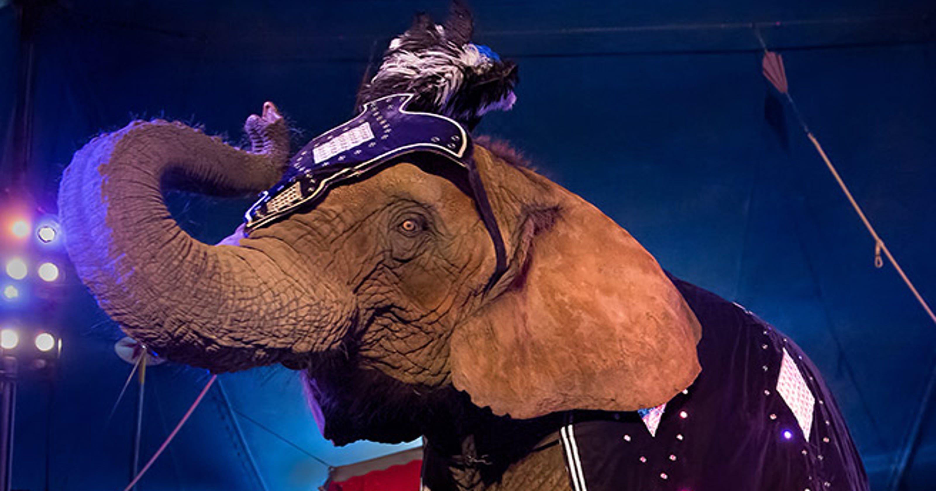 New Jersey is first state to ban wild animal circus acts