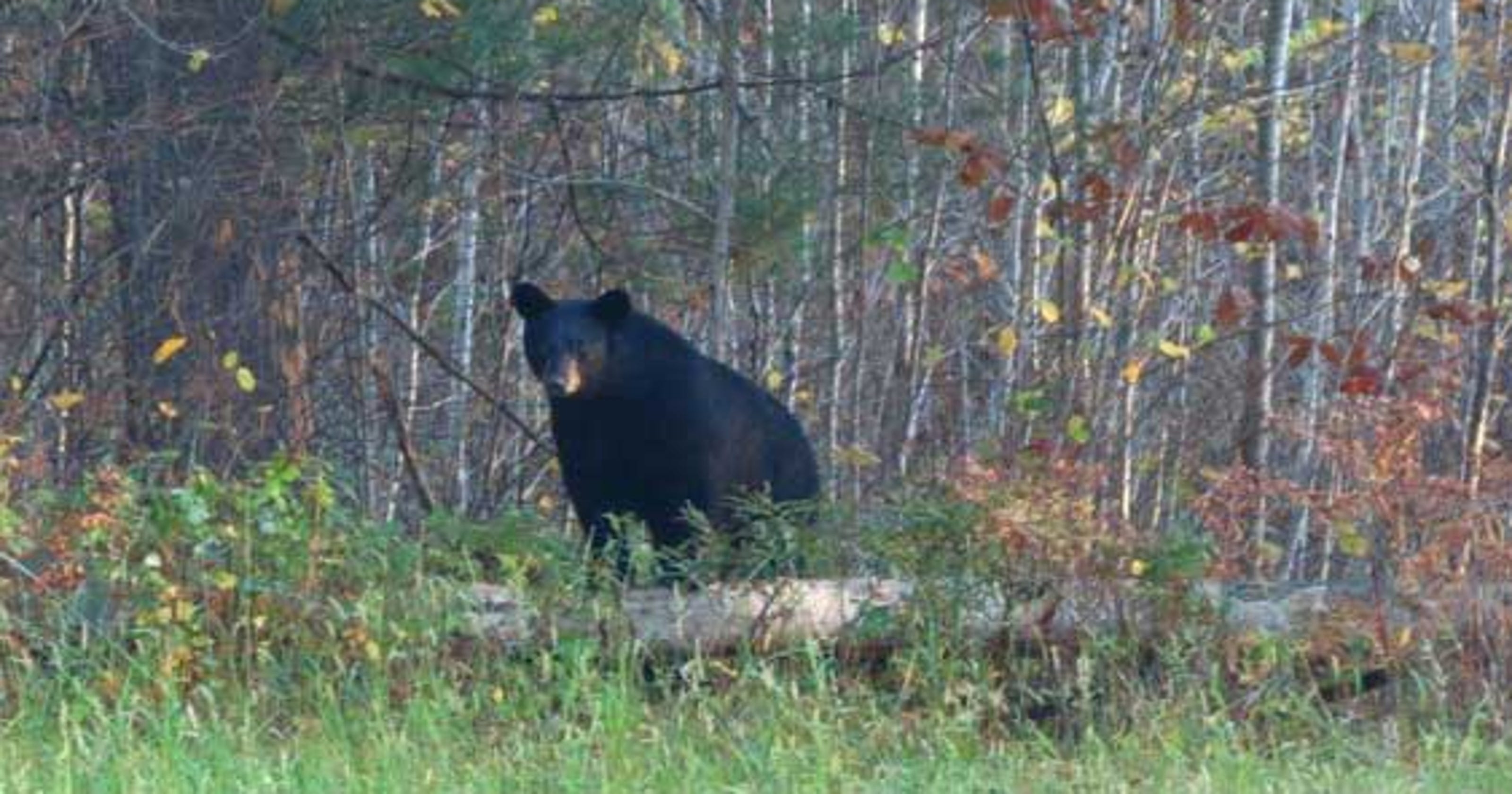 Wisconsin bear hunting Zones remain unchanged for 20192020 seasons