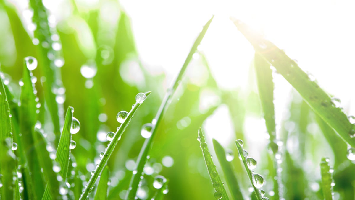 Rainy Season And Lawn Maintenance Literally Watching The Grass Grow
