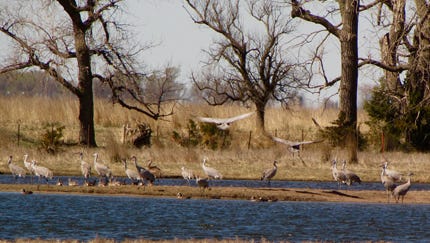 Cranes prefer open water to feed. Removing invasive canary reedgrass opens the waters for native plants and migratory birds like these in southern Nebraska.