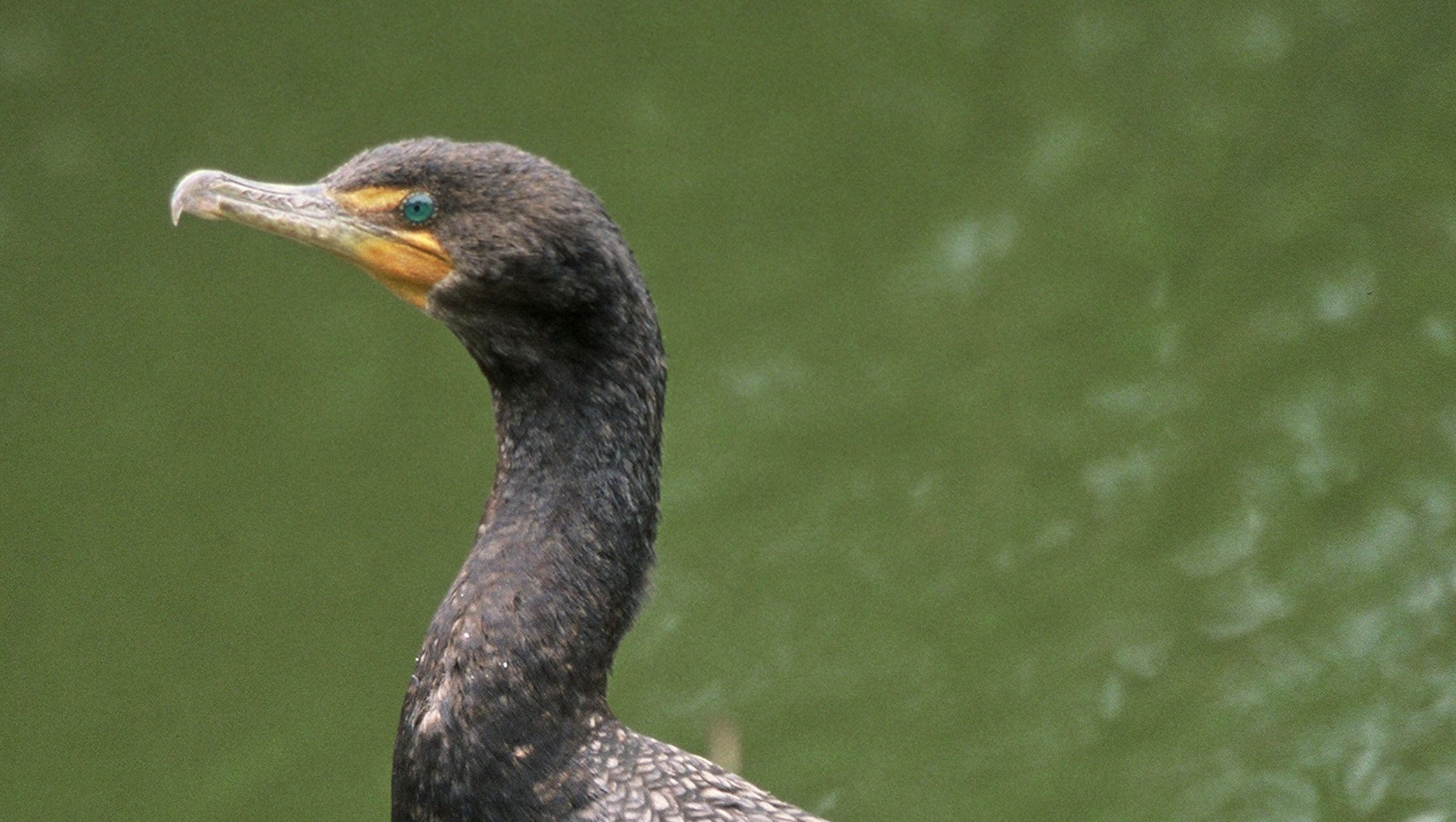 Hungry diving bird — and red tape — could be harming fisheries
