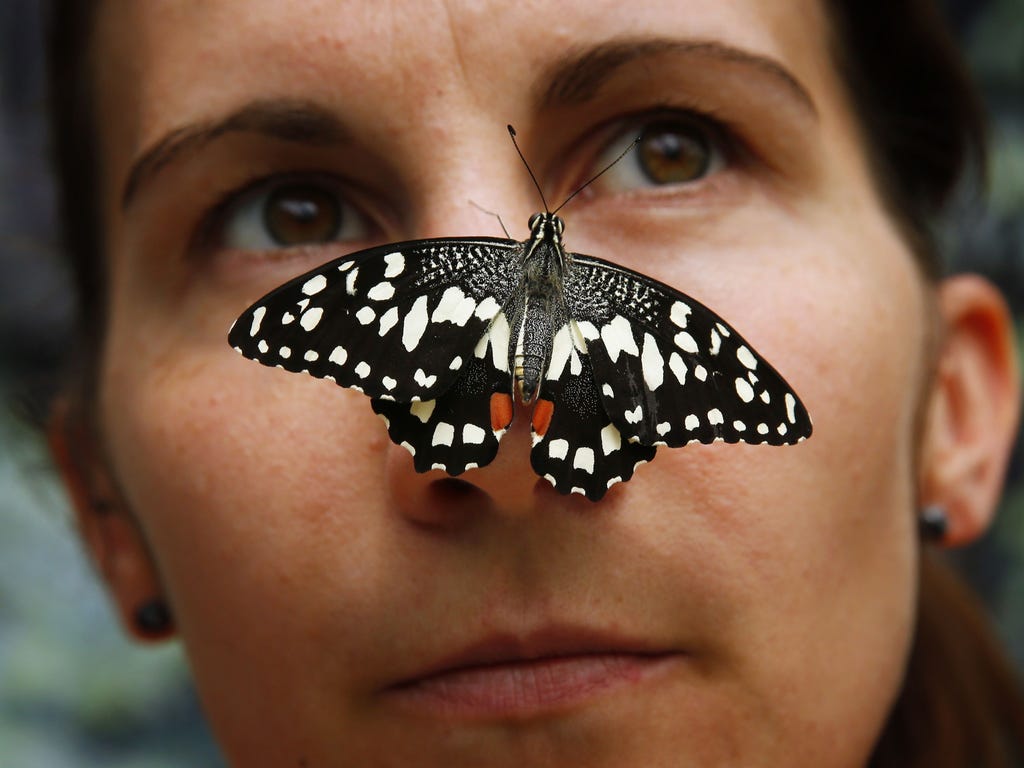 A woman poses with a tropical butterfly in the \