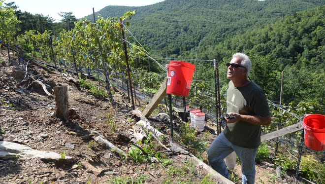 Everything Tom Mincarelli does to his vines in his Broad River vineyard means a steep climb up or down the hillside.