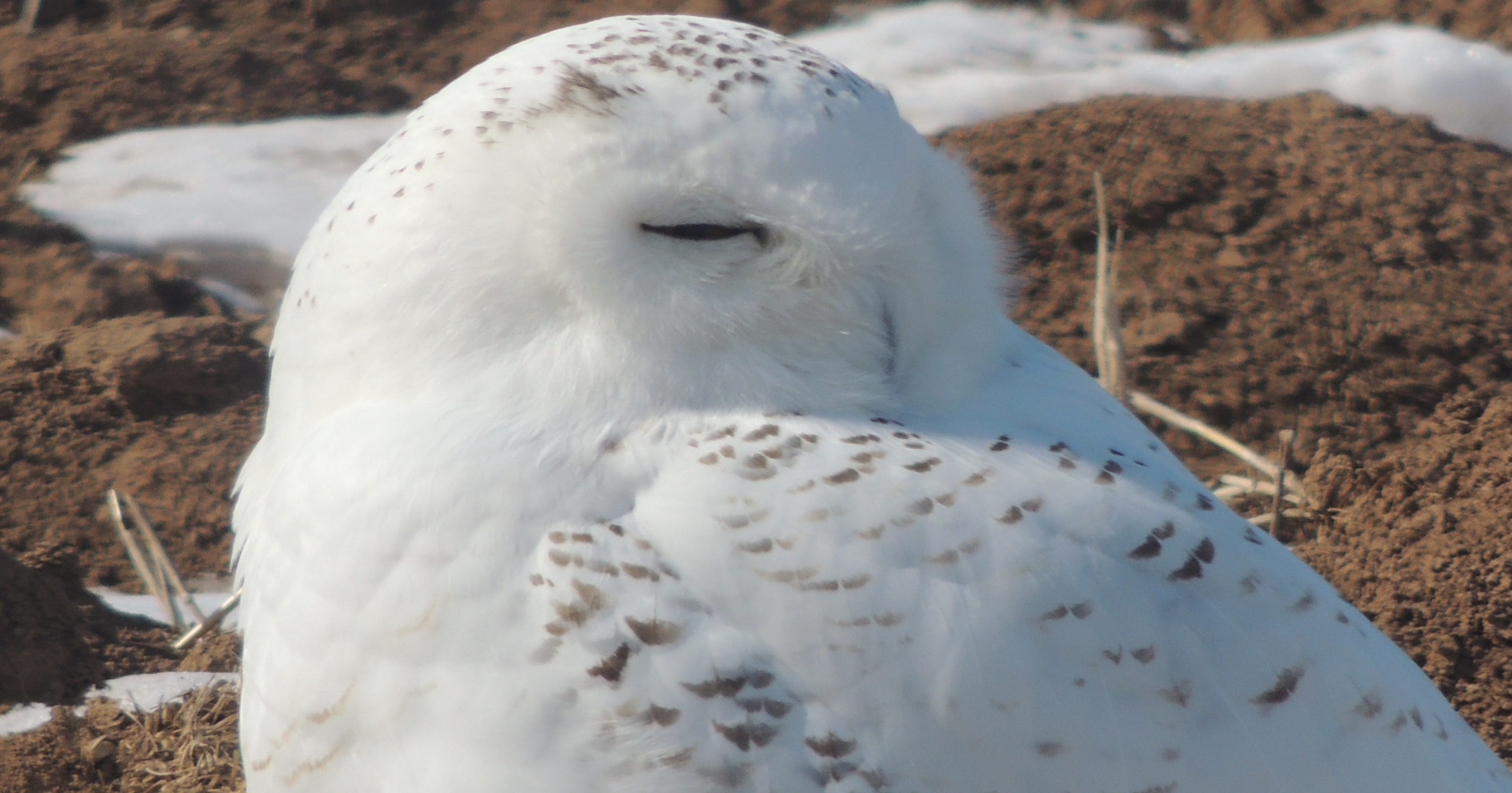 Protected snowy owl shot - legally - at Oshkosh airport