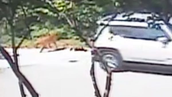 A security camera caught someone dumping a dog...