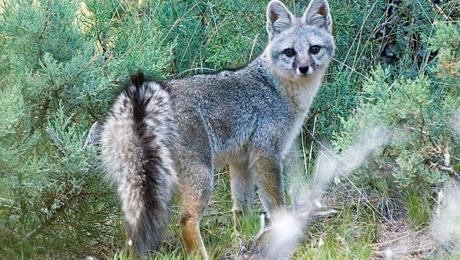 Melissa Cavaretta, a Las Cruces veterinarian and current graduate student in NMSU’s Department of Fish, Wildlife, and Conservation Ecology, and her advisor, associate professor Gary Roemer, have initiated a research project that aims to assess and compare the health of gray foxes in Las Cruces and surrounding areas.
