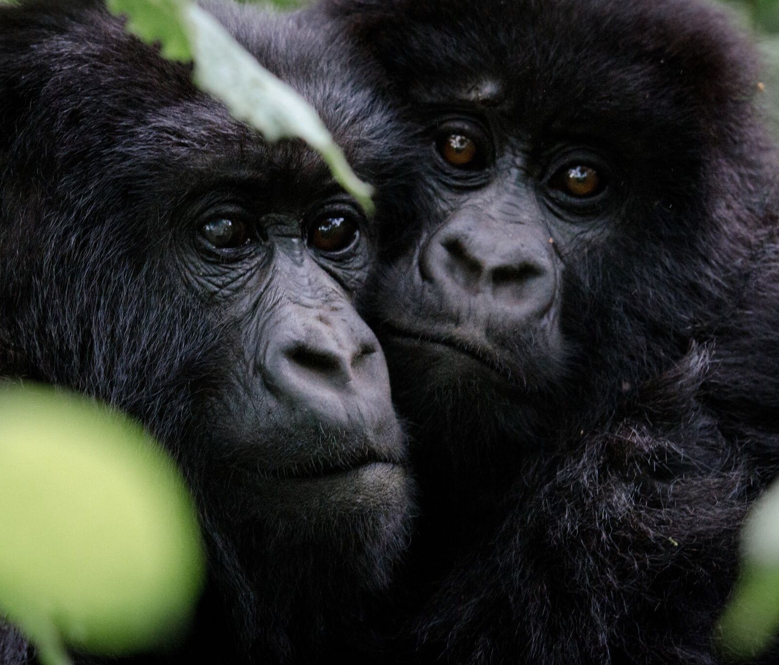 Mother gorilla with her offspring.