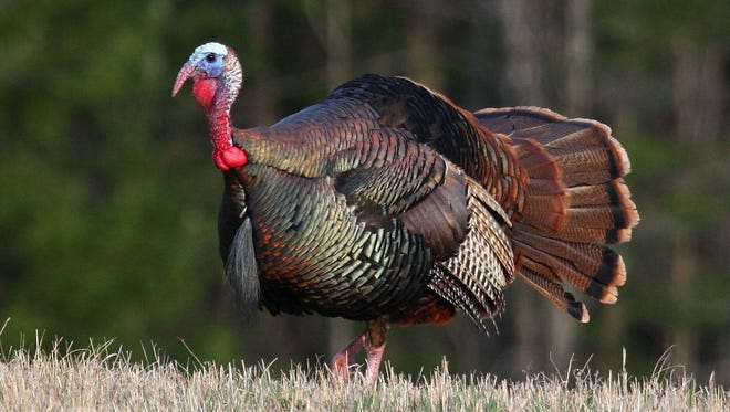 Un pavo salvaje macho adulto, también conocido como capilar, barba larga o tom, camina por un campo de Wisconsin.