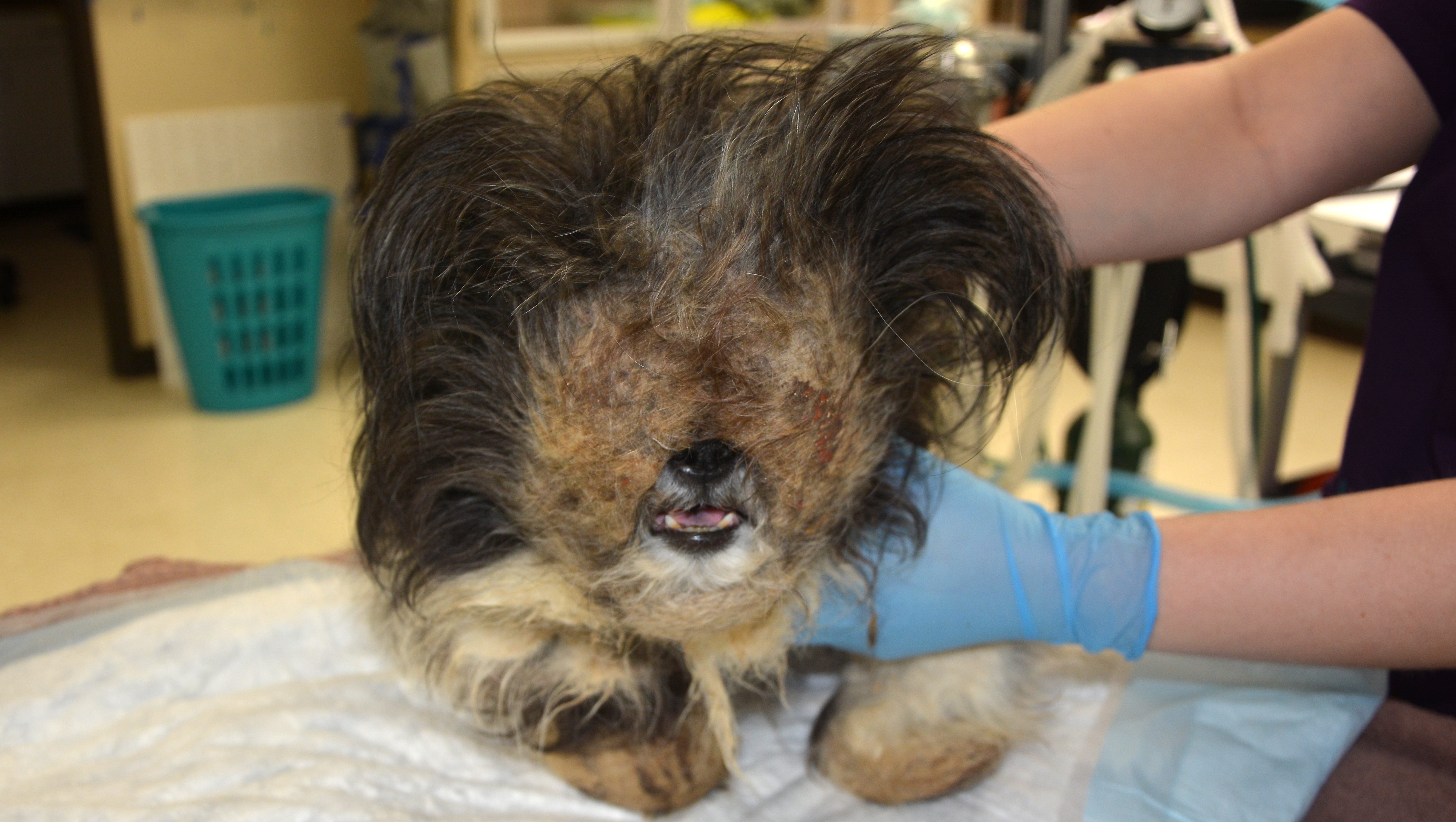 3 charged with animal torture in Macomb County dog abuse case 3 charged with animal torture in Macomb County dog abuse case