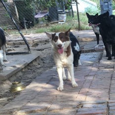 Memphis shelter seeking homes for 24 dogs