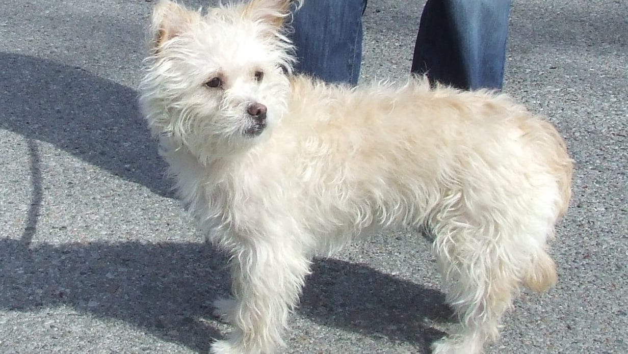 Westie Mix Abandoned In Bronxville Up For Adoption Soon