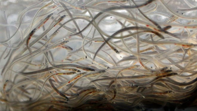 In this May 19, 2015 file photo, baby eels, known as elvers, swim in a plastic bag at a buyer's holding facility in Portland, Maine.
