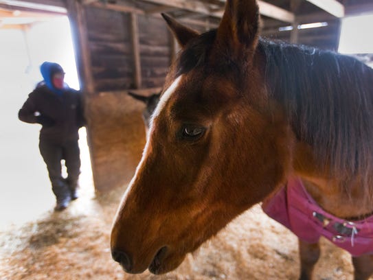 Frisco, the oldest horse at Amazing Grace Equine Rescue,
