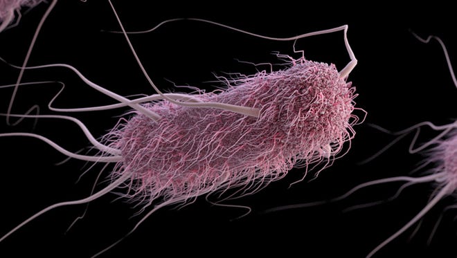 E Coli Outbreak Cdc Investigating Cases In Ohio 6 Other States E Coli Outbreak Cdc Investigating Cases In Ohio 6 Other States