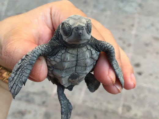 Endangered sea turtles: Where you can see them hatch, aid ...