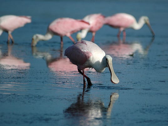 List Of Beach Birds At Marco Island Florida List Of Beach Birds At Marco Island Florida