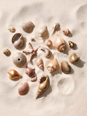 By the water's edge: As you relax at the beach, have fun collecting seashells to bring home.
