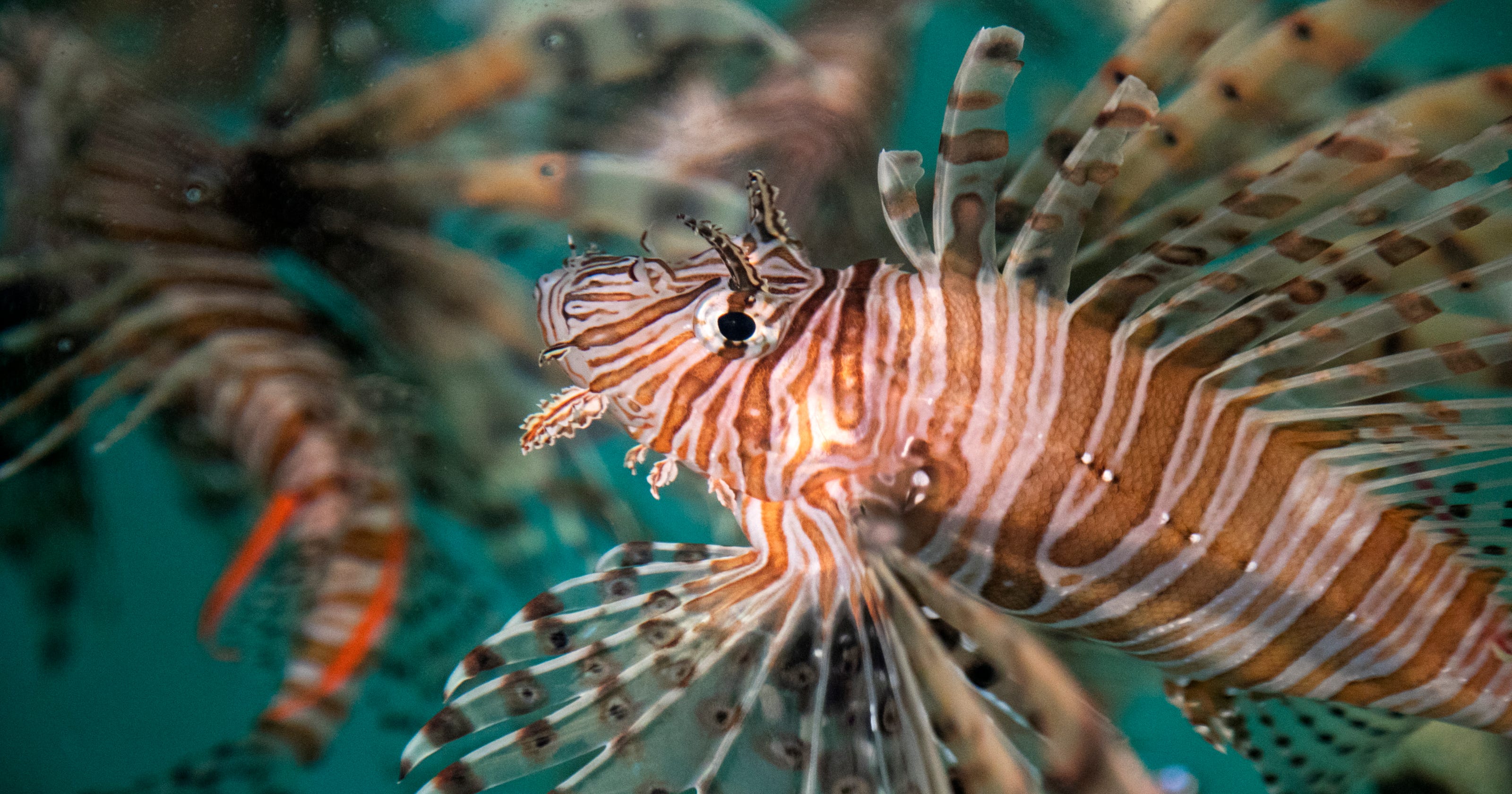 Lionfish research targets finny invaders' behavior
