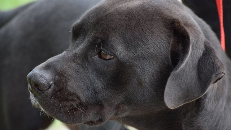 Corpus Christi Animal Care Takes Displaced Harvey Animals To Houston