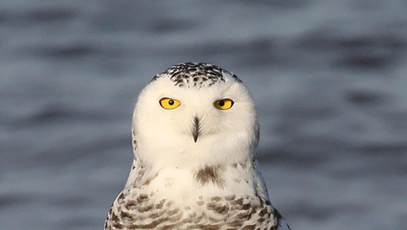 Snowy owls showing up in Wisconsin