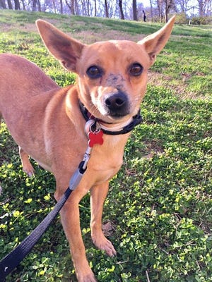 Demi is a sweet 5-year-old Chihuahua/Dachshund mix up for adoption at Nashville Humane Association.