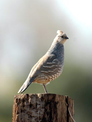 Scaled quail is reported the most during hunting season in Eddy County. Hunting quail season begins Nov. 15, 2017.
