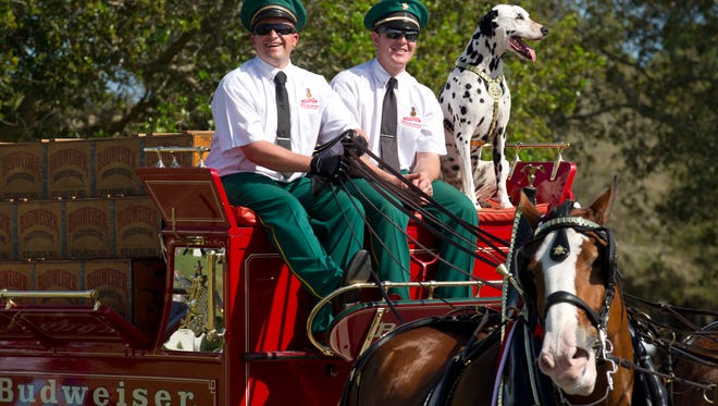 Budweiser Clydesdale drivers Dave Thomas, (left) and Will Kurtz maneuver the horses through Riverside Park with Dalmatian, Brewer, in March of 2015.