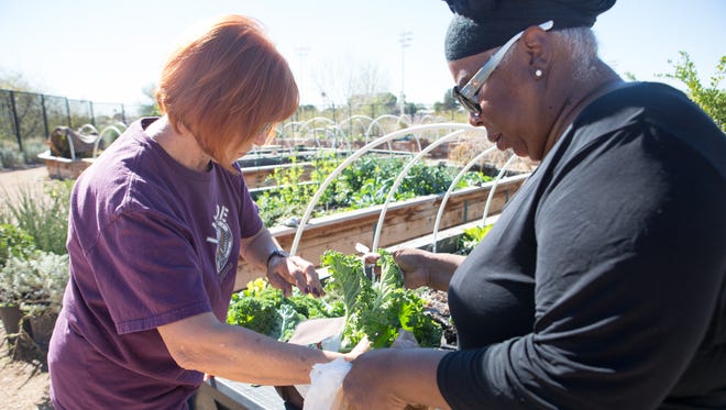 Marie Yager-Jones (left) and Rosena Butler (right) put kale, from the garden, into a grocery bag at the Surprise Community Garden in Surprise, Ariz. on Wednesday, Feb. 17, 2016.