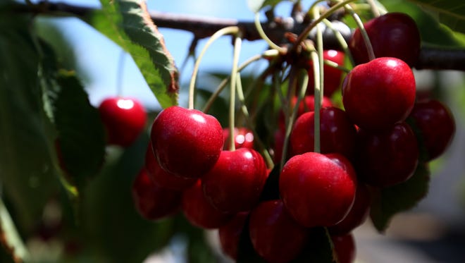 More than a million Willamette Valley-grown cherries give Cascade Brewing's Kriek deep red color and intense cherry flavor.