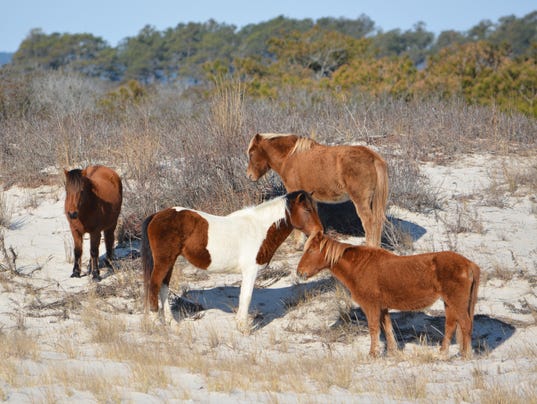 Assateague Island National Seashore Per Person Entrance