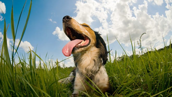 For dogs, increased body temperature can lead to heat stroke and hyperthermia and can lead to multiple organ dysfunction, according to PetMD. (Dreamstime/TNS)