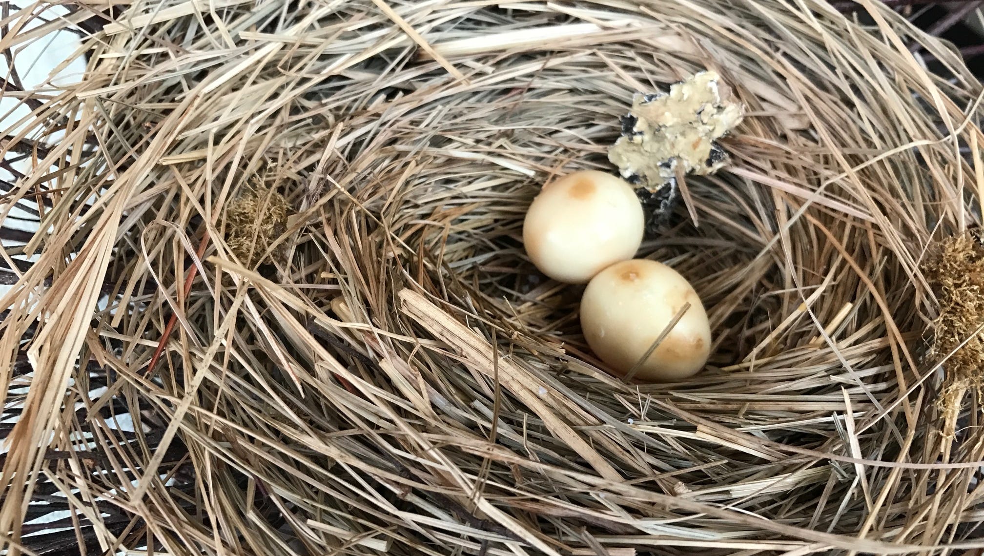 An amuse-bouche at Elements in Princeton.