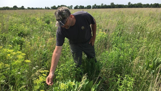 Bryan Hellyer of the Iowa DNR examines wildflowers and grasses growing on the prairie at Three Rivers Wildlife Management Area in Humboldt County.
