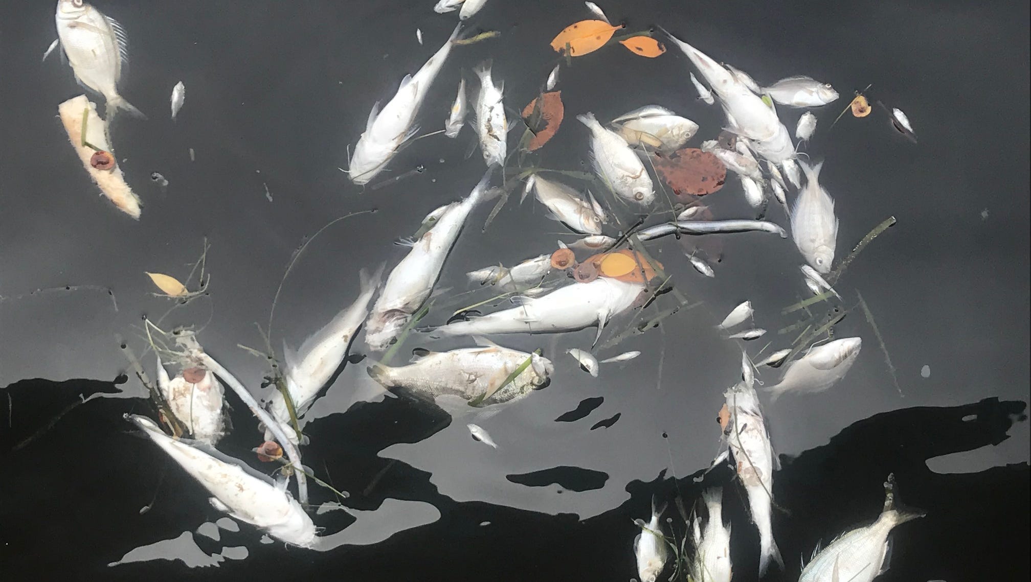 Florida Algae Crisis National Weather Service Extends Swfl Beach