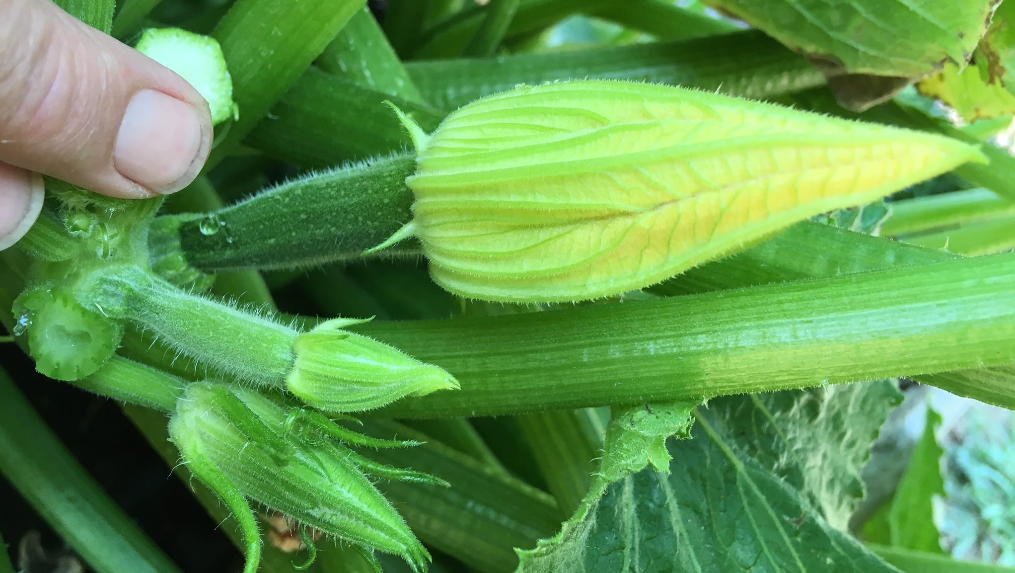 Squash Pollination Crucial To Vegetable Growth