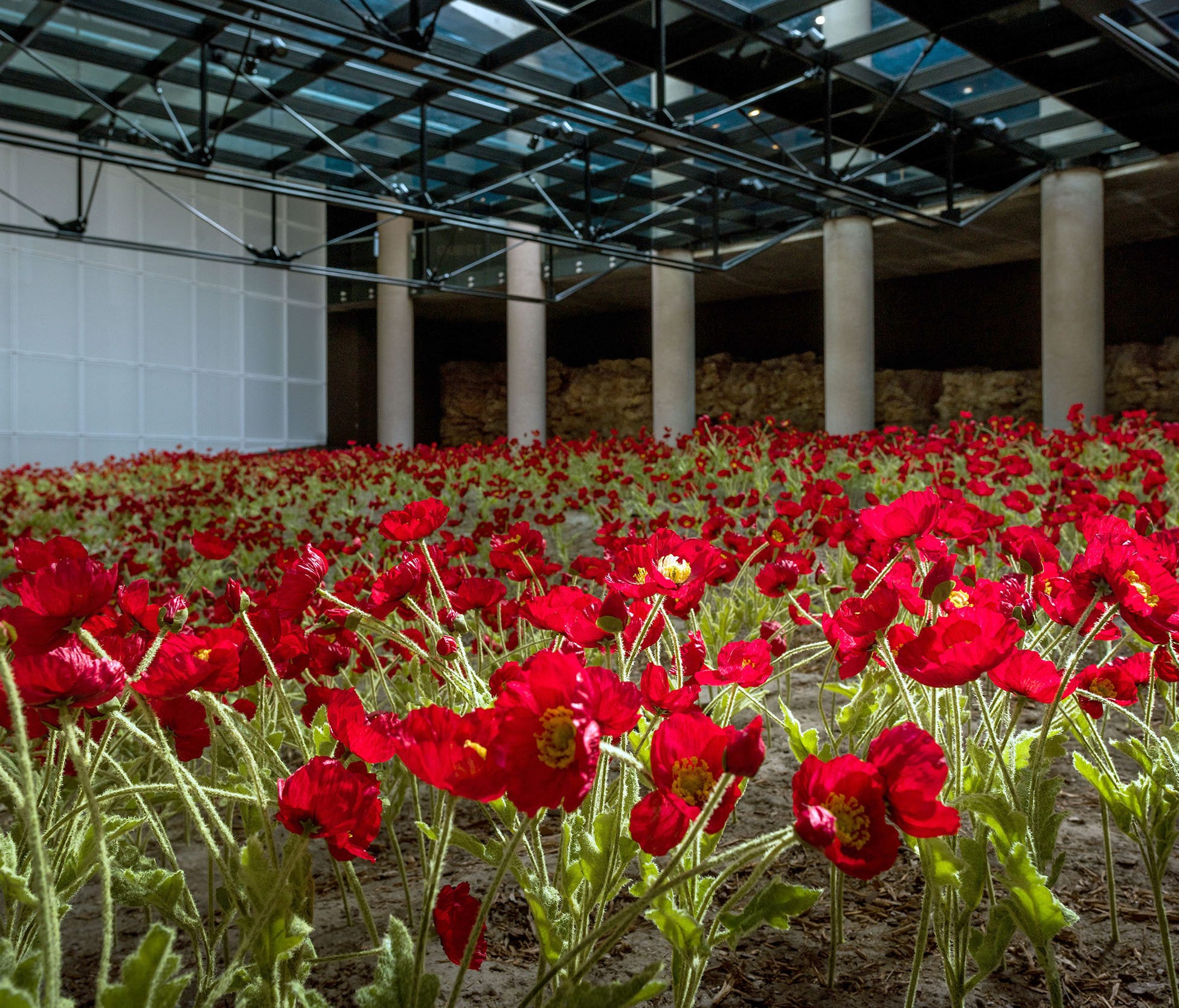 Poppies at the National World War I Museum and Memorial in Kansas City.