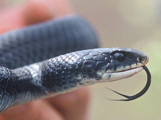 Vermont Fish And Wildlife Department Snakes You Could See