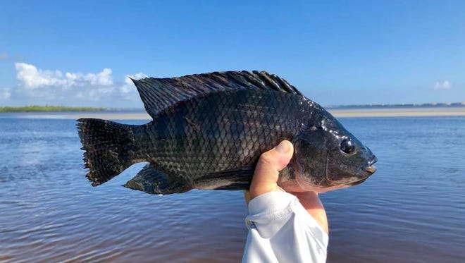 Tilapia, a freshwater species not native to Florida, was caught by Florida Sportsman magazine associate editor Brenton Roberts Wednesday on the normally salty Sailfish Flats less than two miles inside the St. Lucie Inlet.