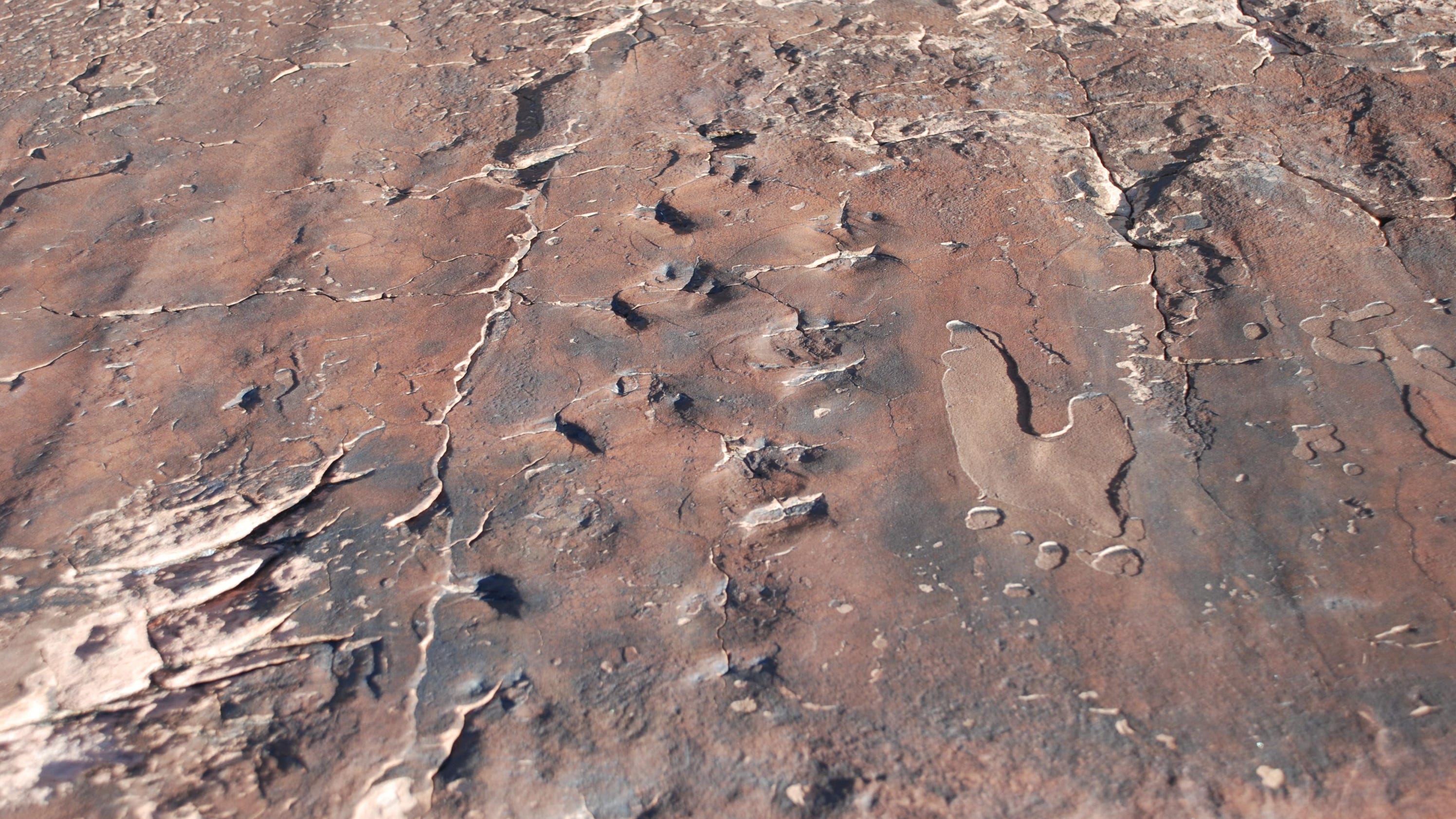 Researchers puzzle over Southern Nevada tracks that predate dinosaurs