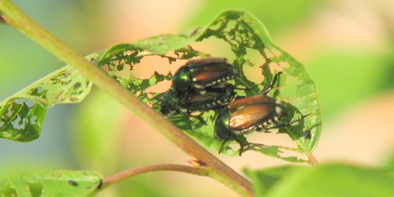 Answers to your Japanese beetle questions