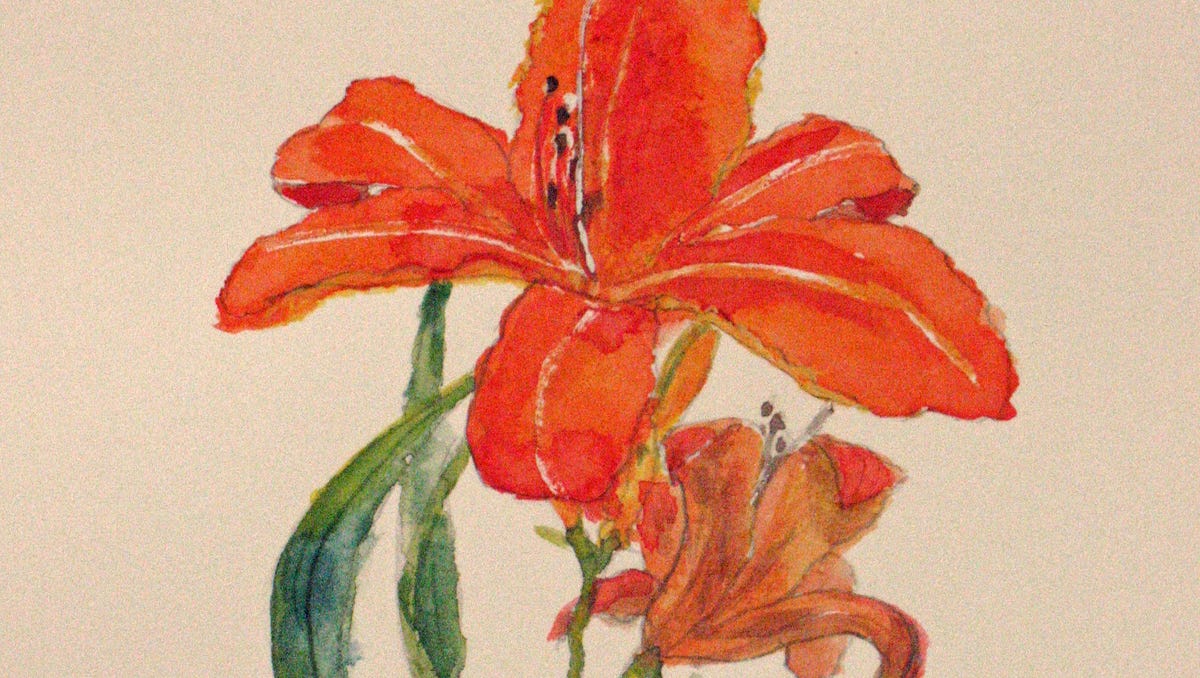 Nature Journal The Joys Of Daylilies