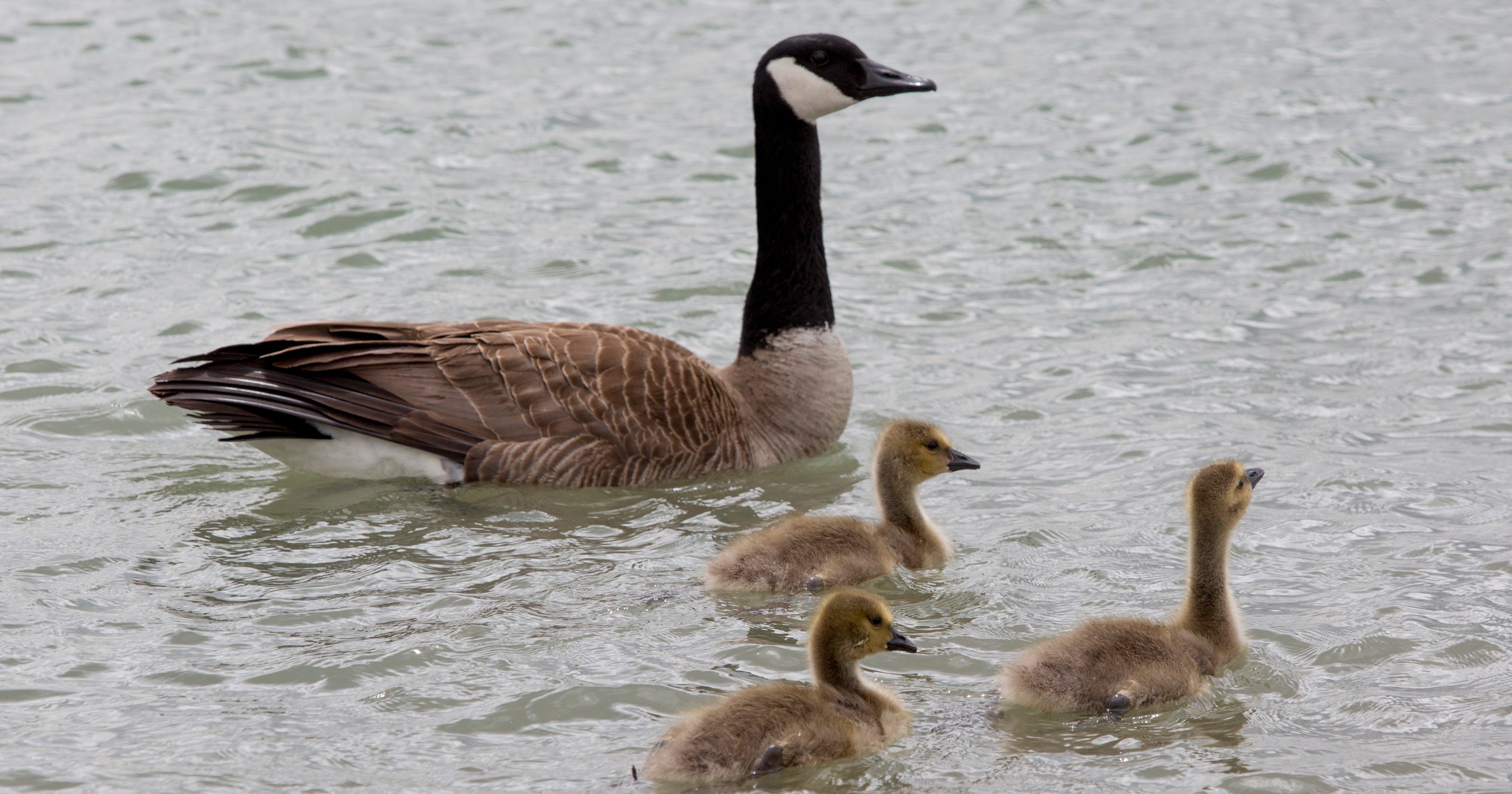 Goose hunting season starts Friday in Michigan