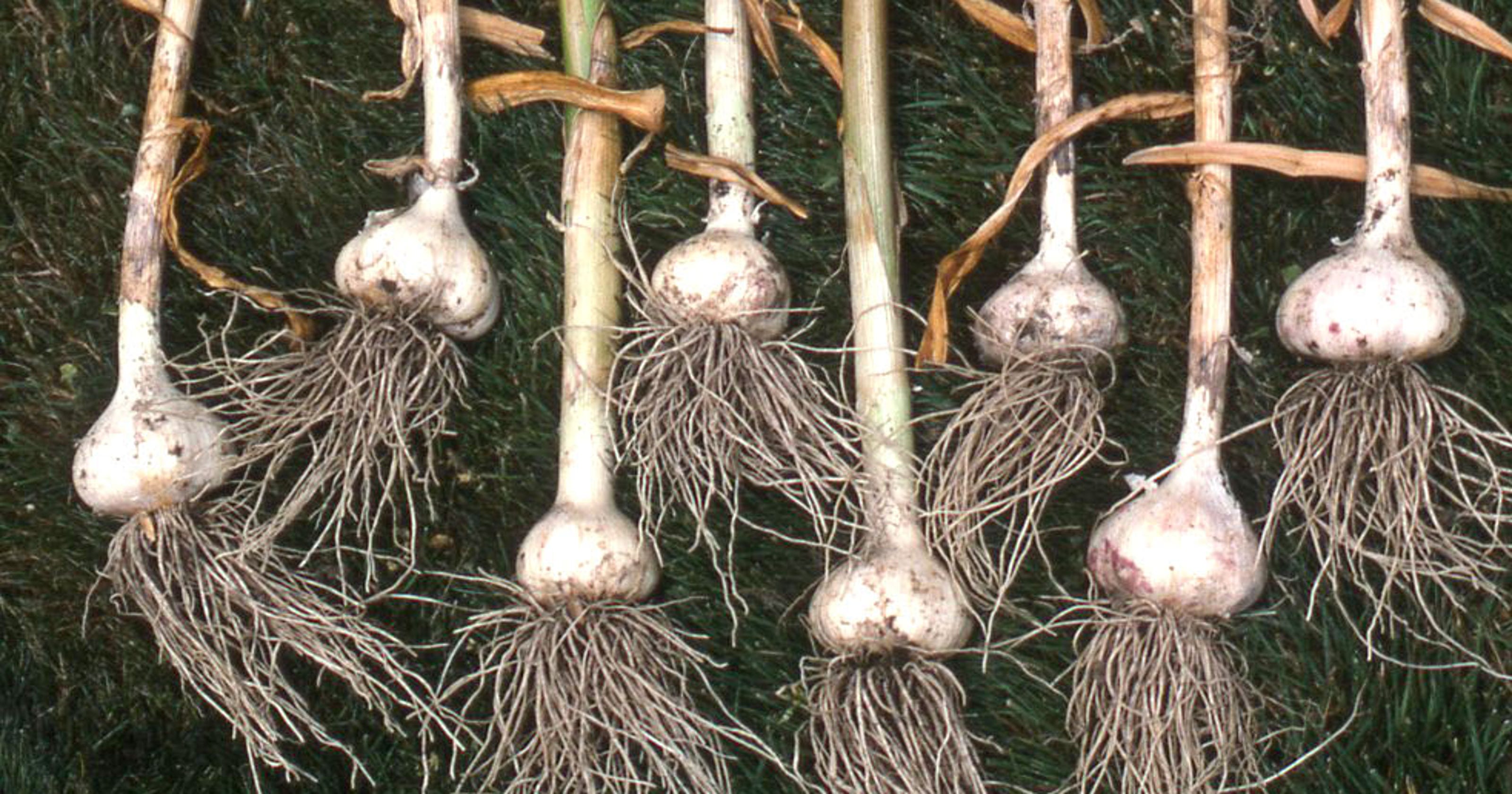 In The Garden Save best garlic bulbs for fall planting