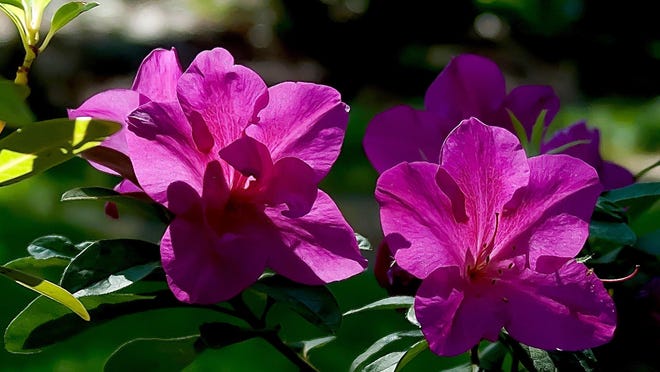 Bloom-A-Thon Lavender azaleas have large flowers that are 3½ inches wide.