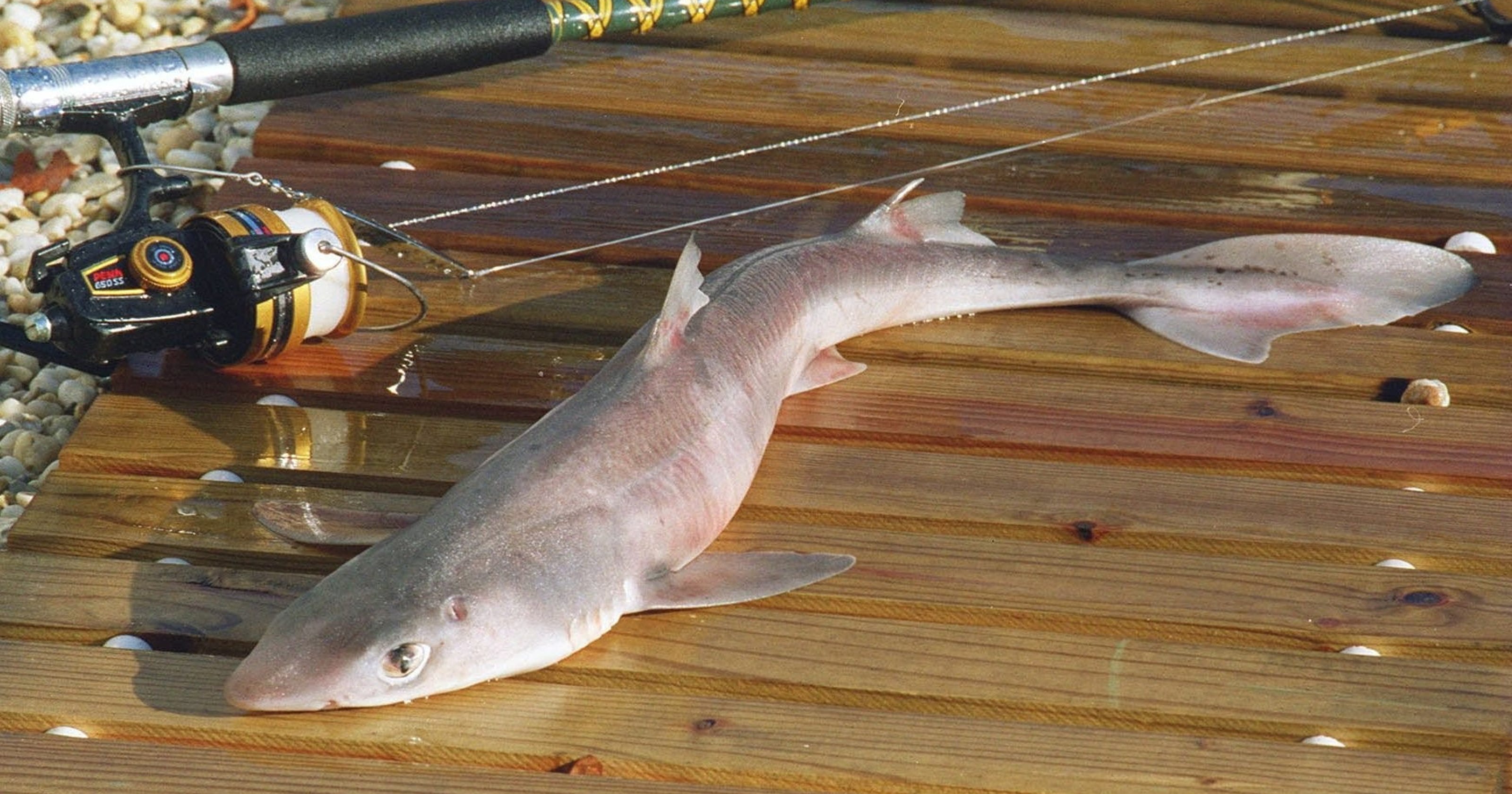 Dogfish Shark Spotted Released At Sandy Hook