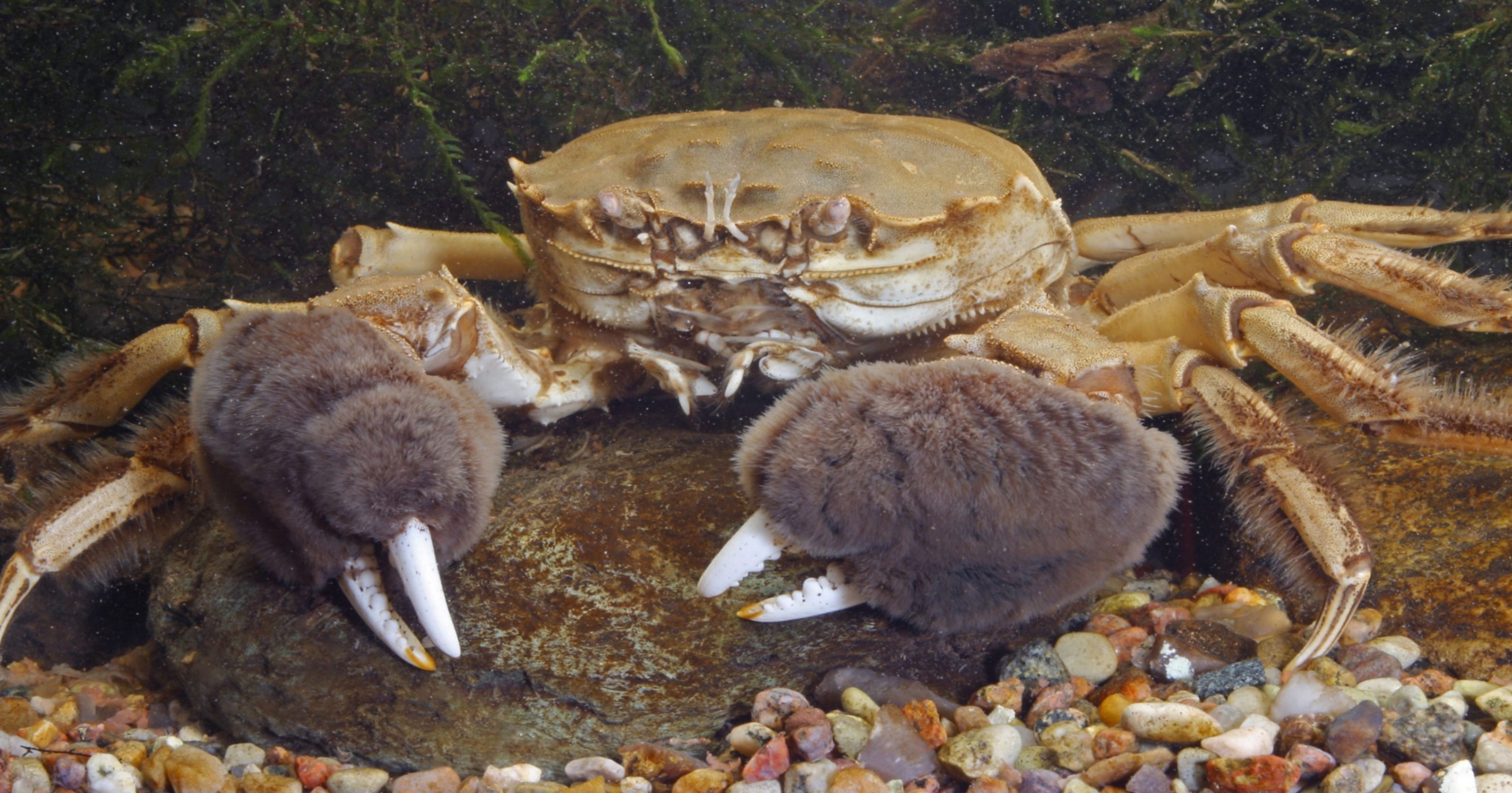 Invasive Chinese mitten crabs found in the Hudson