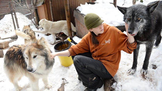 Michelle Proulx, animal caretaker at W.O.L.F. Sanctuary, pets two of the 29 wolf dogs that reside at the facility in this file photo. An anonymous donor helped the nonprofit make a down payment on a new property in Larimer County.