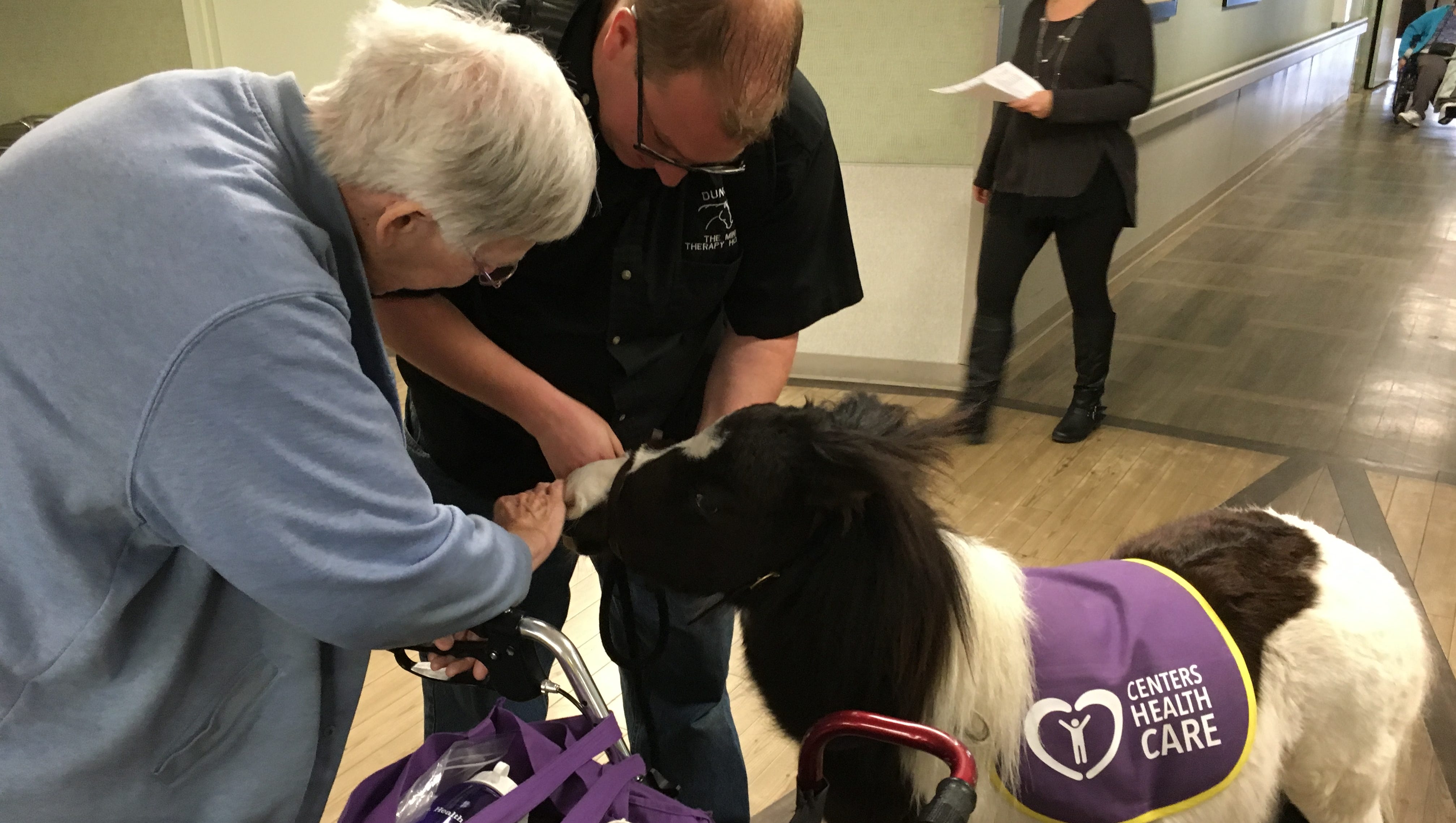 miniature horse boots sneakers